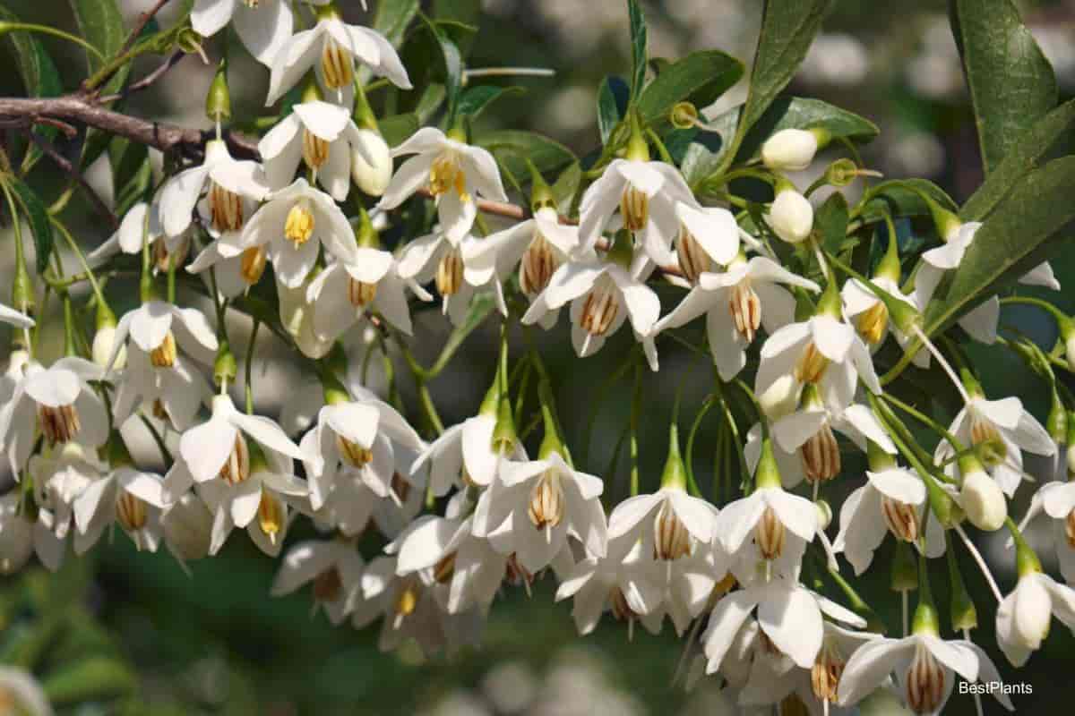 japanese snowbell