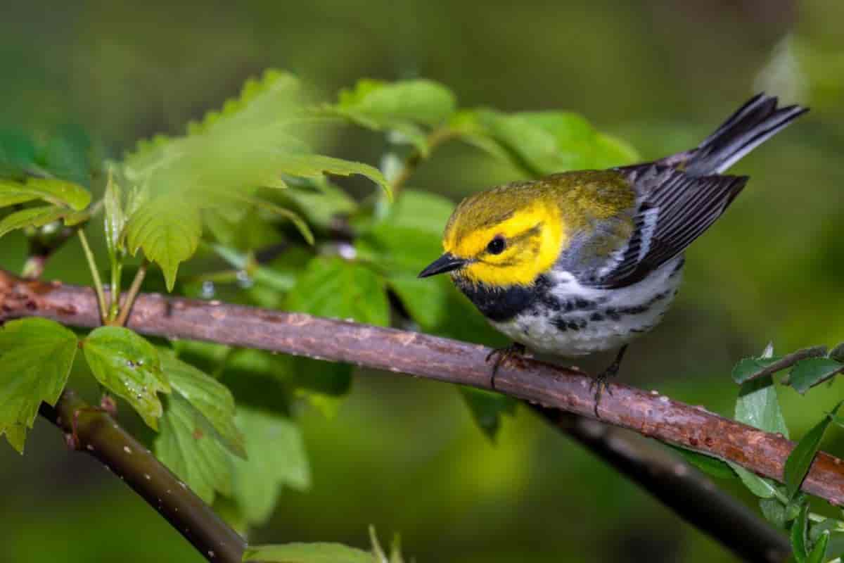 warbler economically valuable native bird