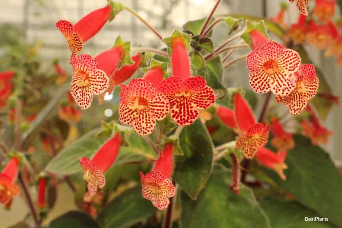 Isoloma African Violet Variety