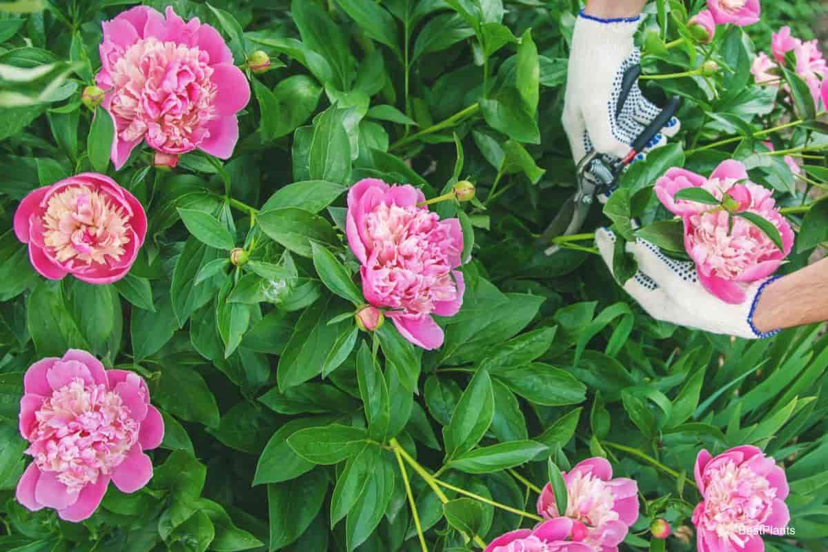 Growing Peonies For Cutting