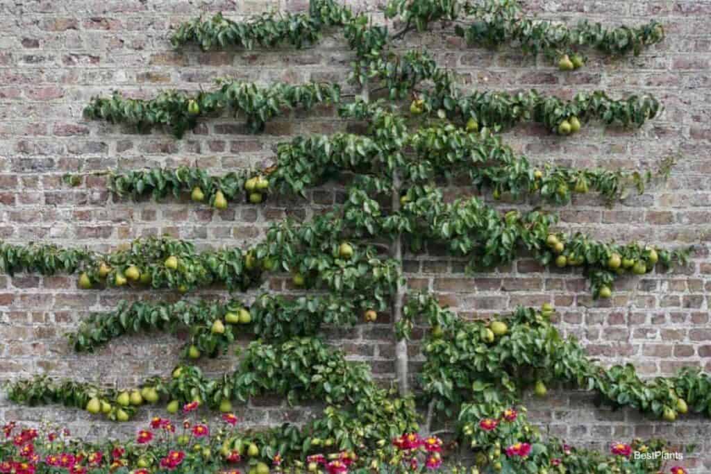 Growing Espalier Trees
