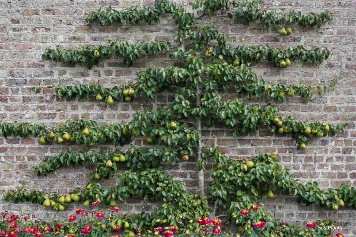 Growing Espalier Trees