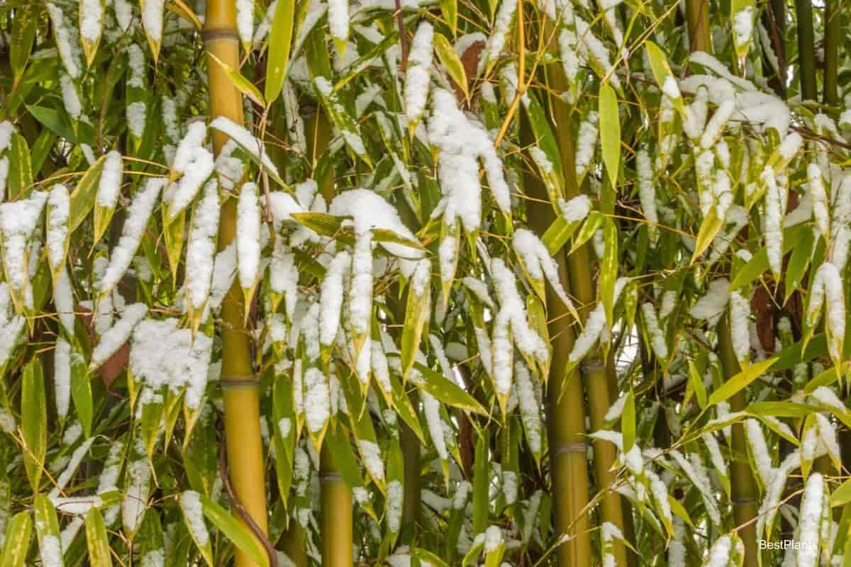 Growing Bamboo in the North
