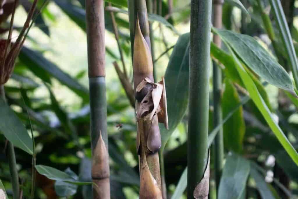 Raising Bamboo Sprouts