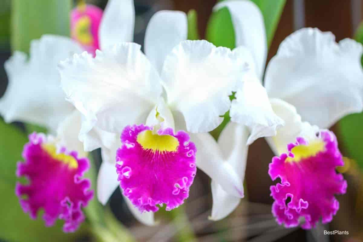 Flowers of the Nation