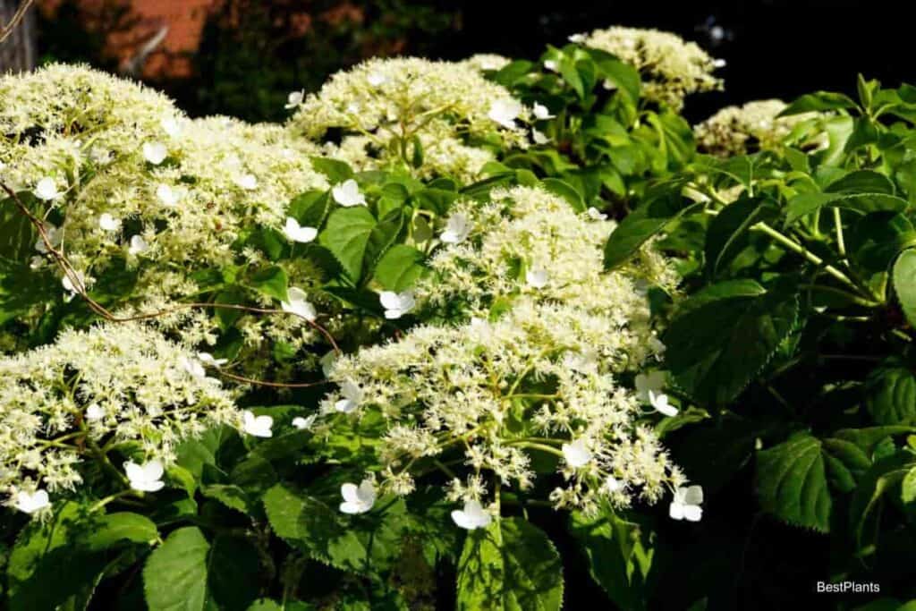 Climbing Hydrangea