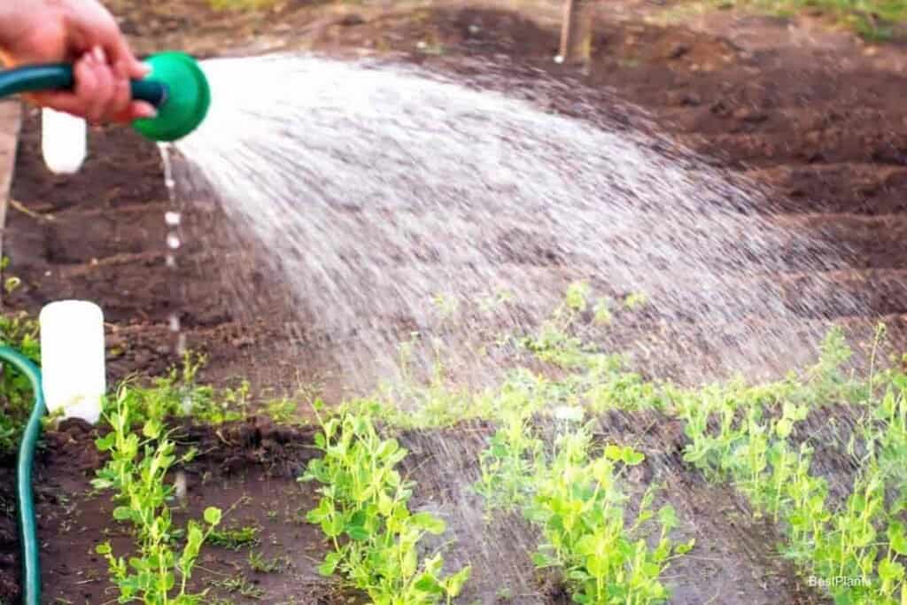 Using High Soluble Plant Foods