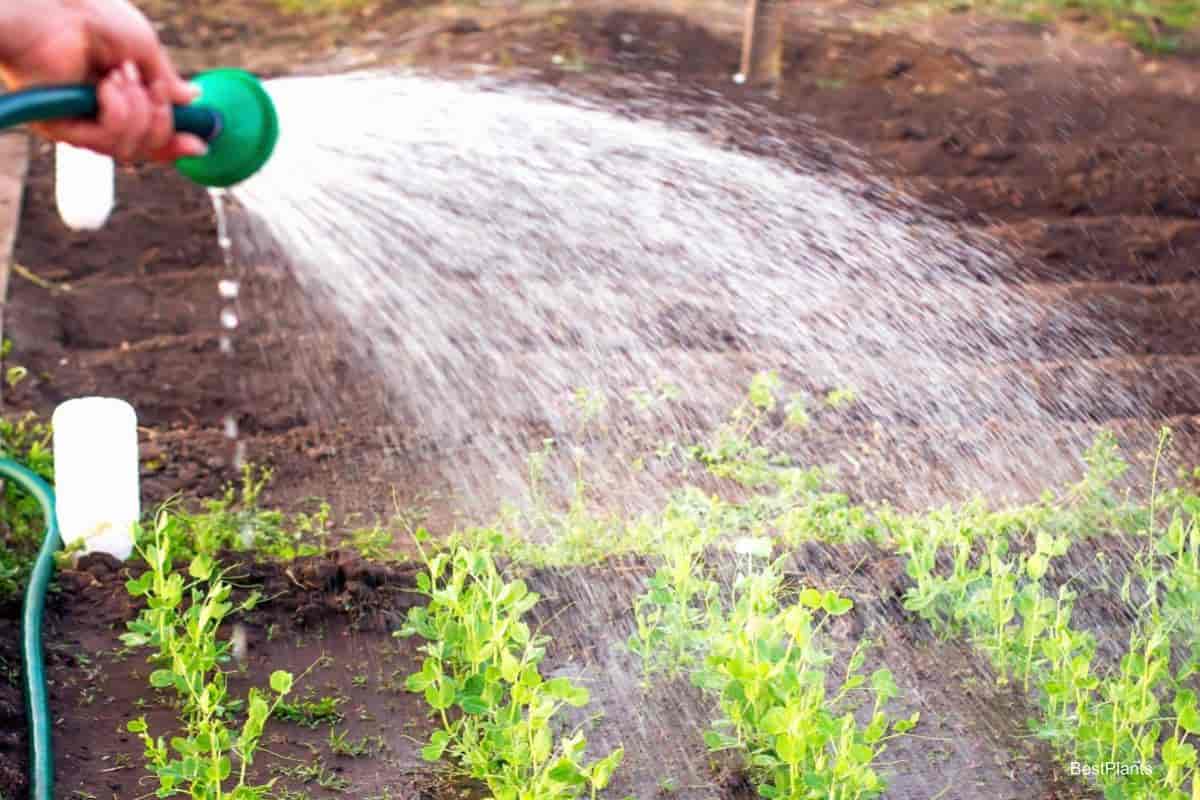 Using High Soluble Plant Foods