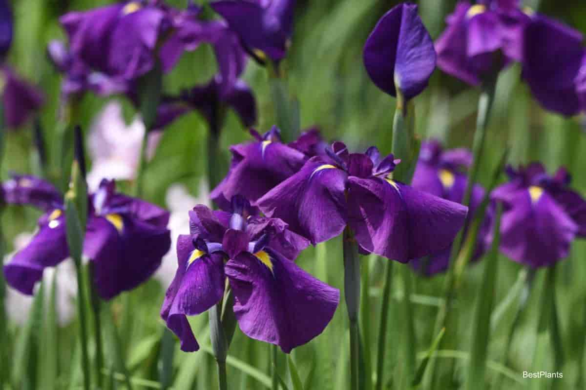 japanese iris