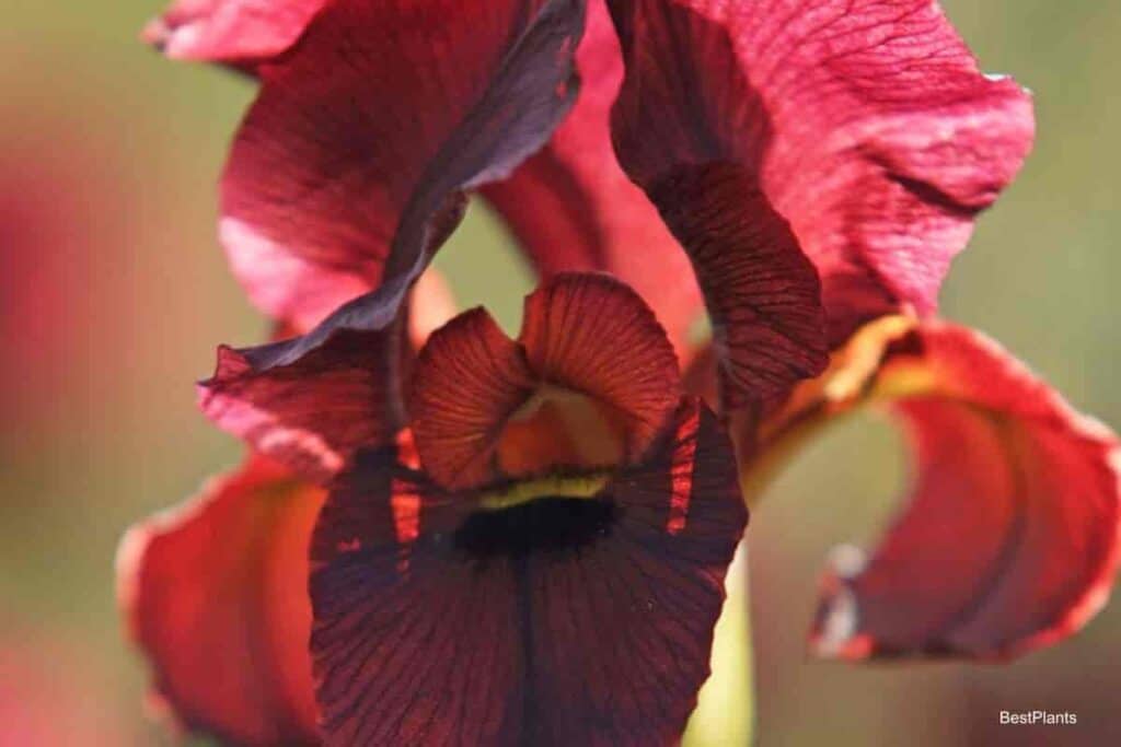 growing aril iris