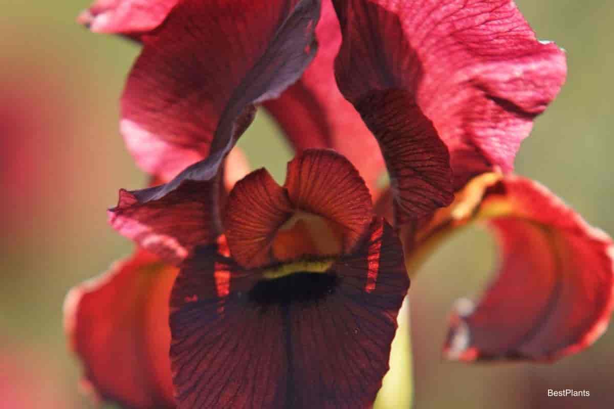 growing aril iris