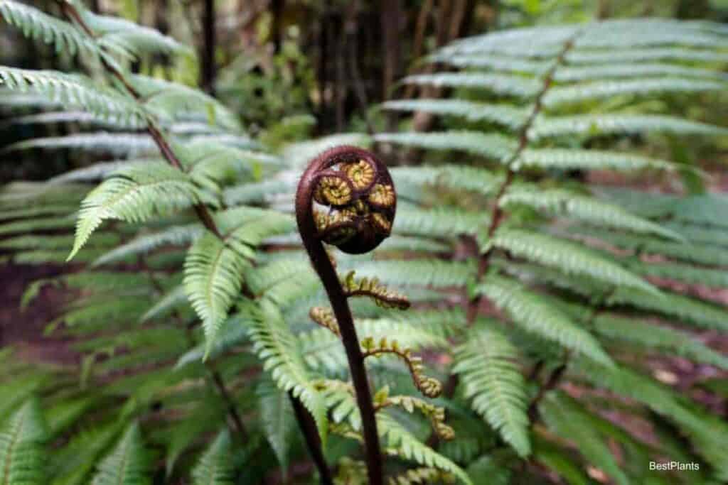 tree fern wood