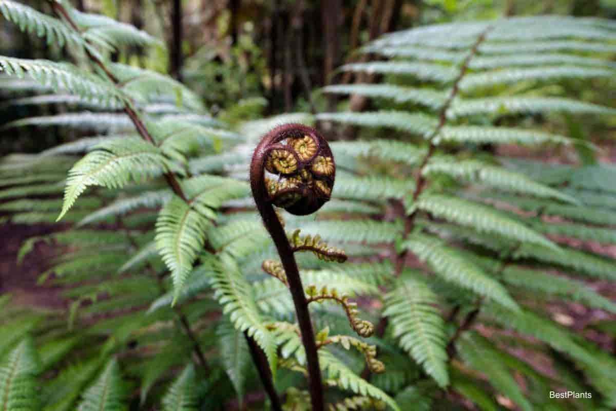 tree fern wood