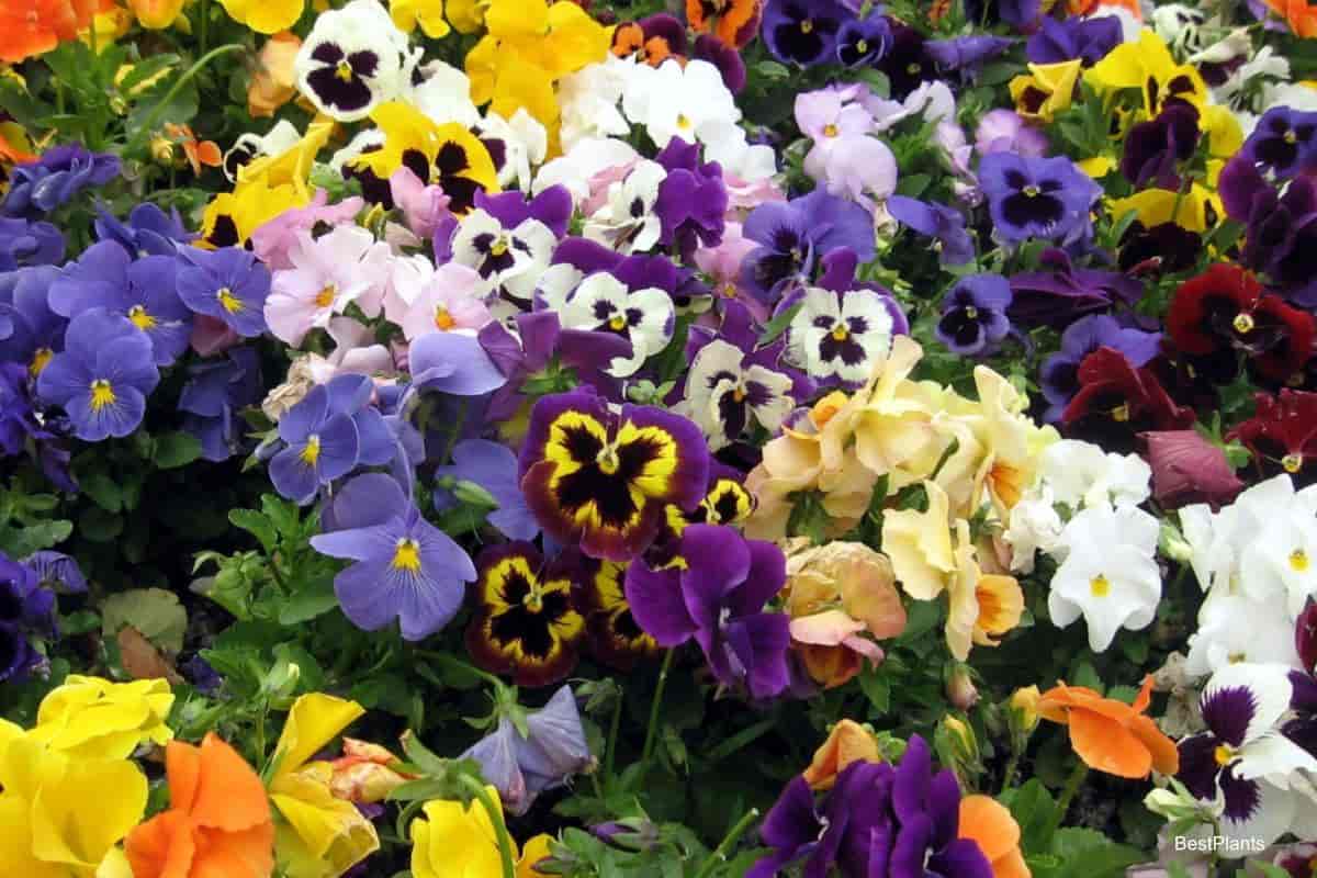 pansy plants