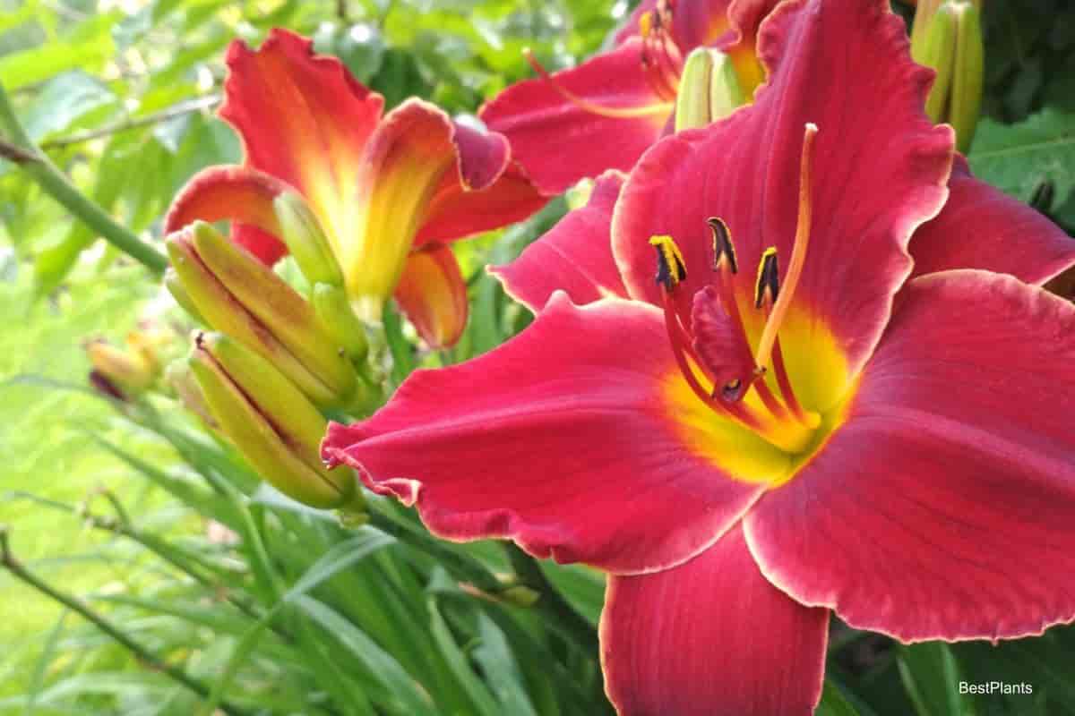 Hybridizing Daylilies