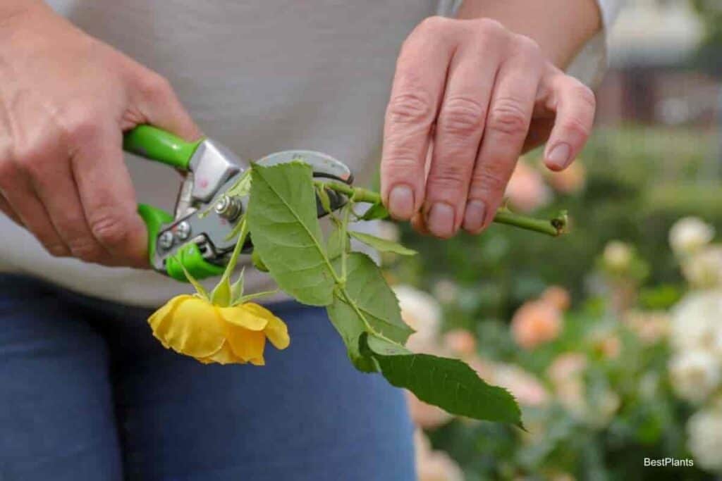 Growing Rose from Cuttings