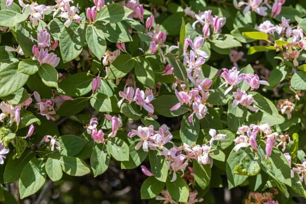 tatarian honeysuckle