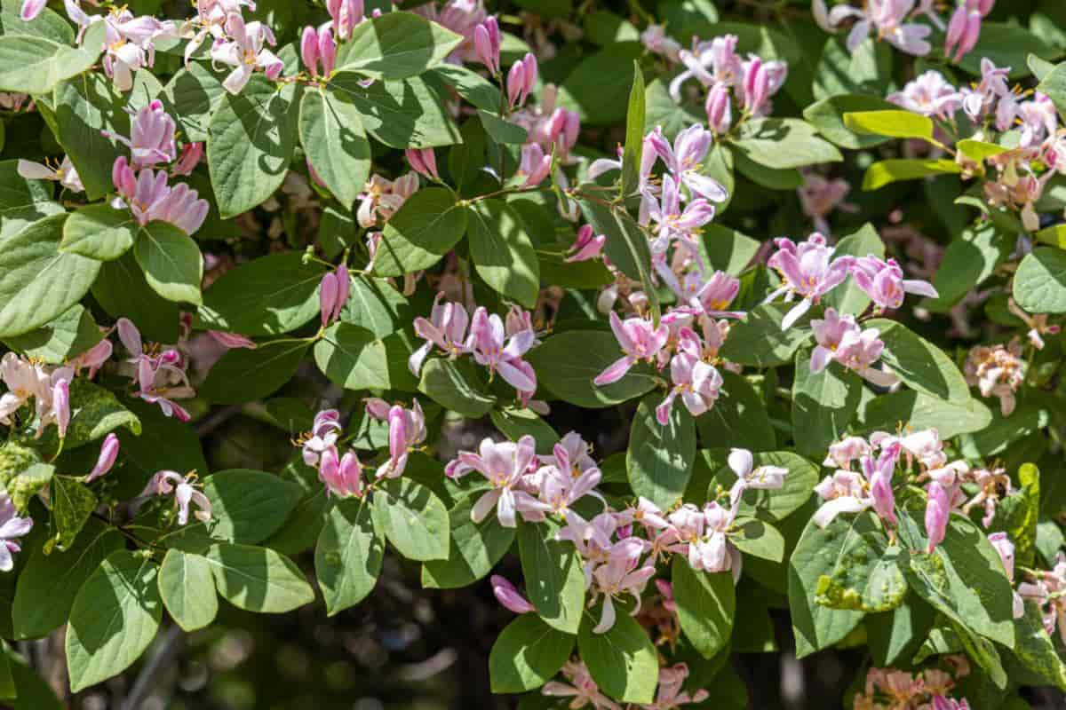 tatarian honeysuckle