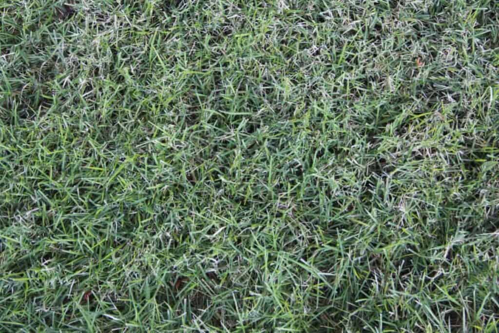Lawn Care