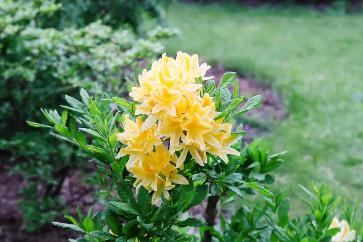 Propagating Rhododendrons