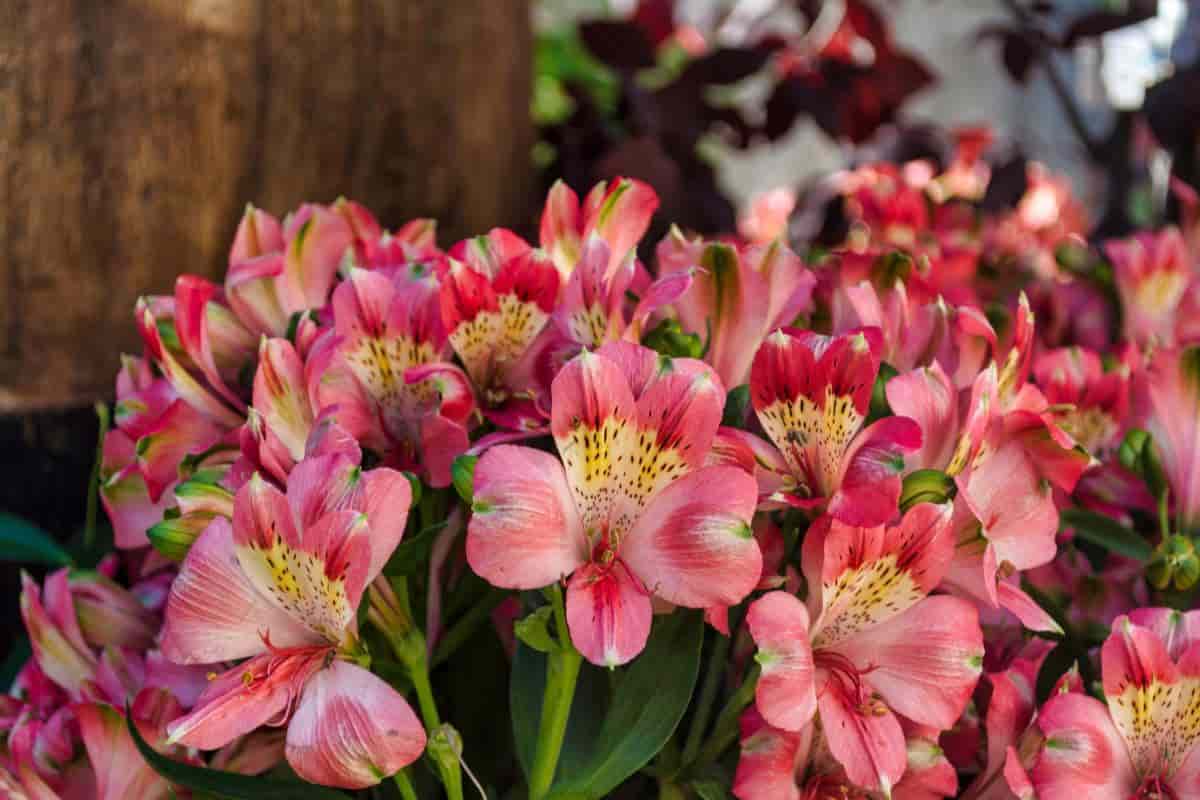 Peruvian Lilies