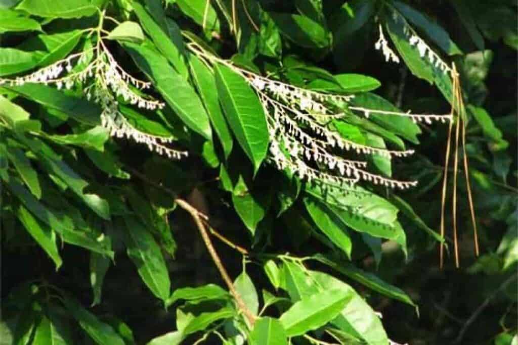 Sourwood Tree