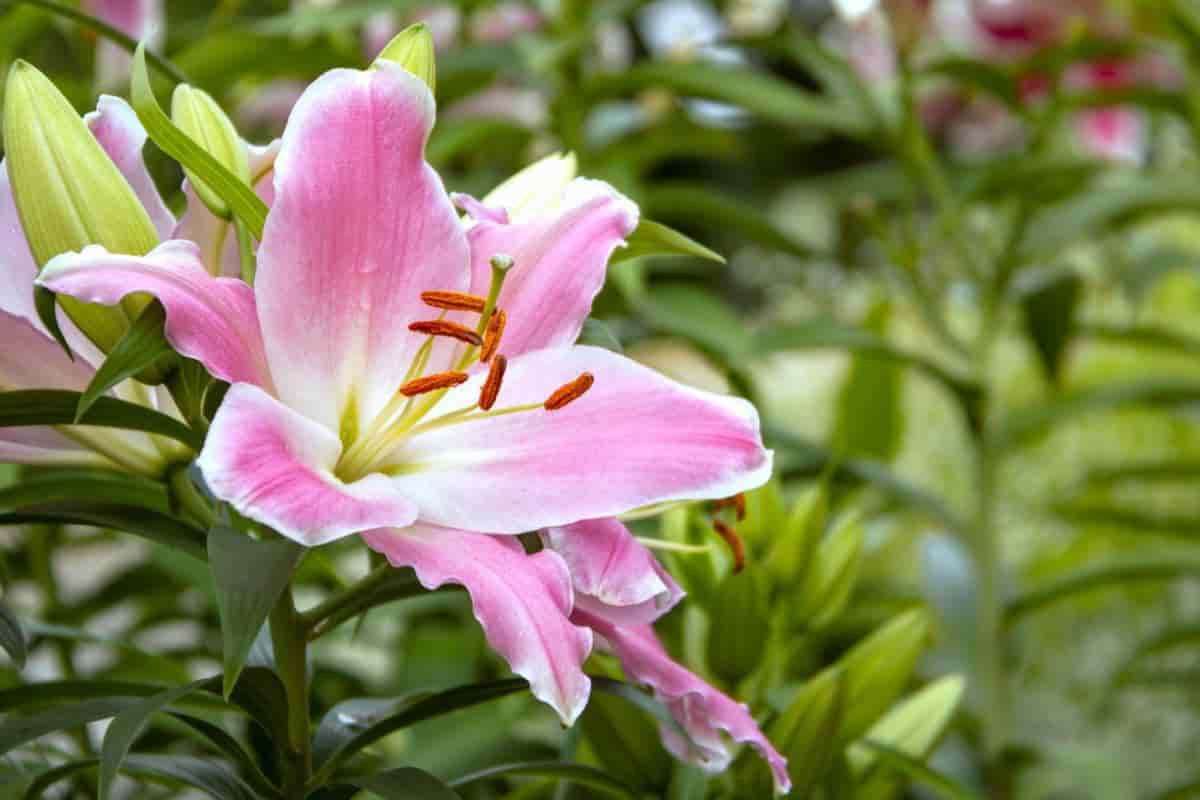 Lilies Worth