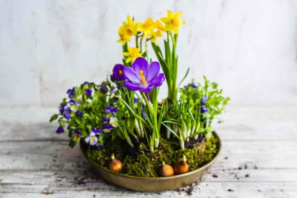 Low Cost Daffodils