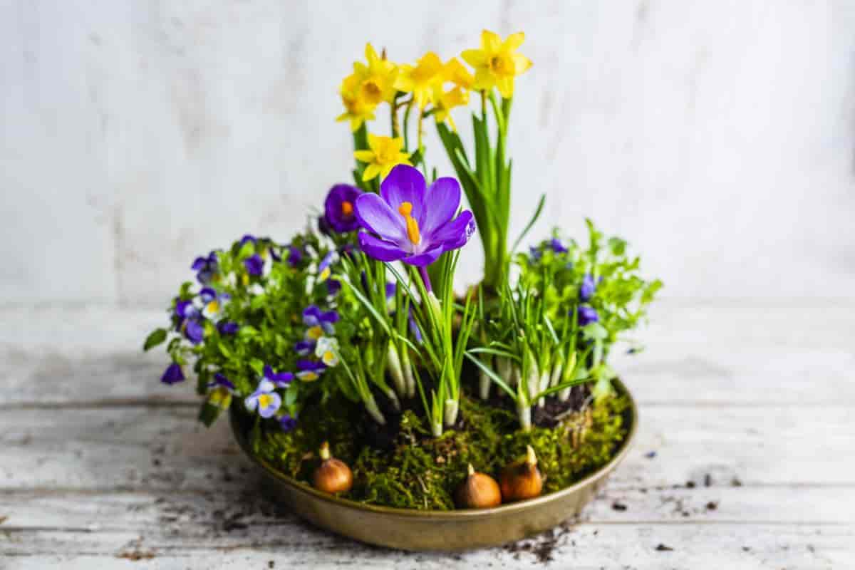 Low Cost Daffodils