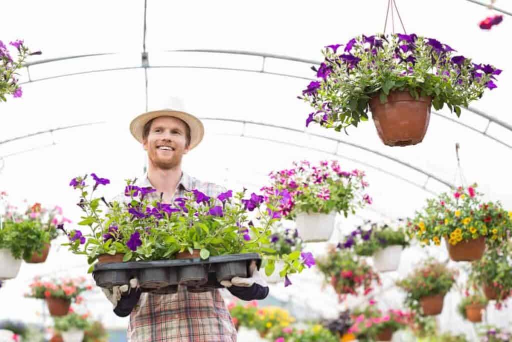 Dollars With Greenhouse