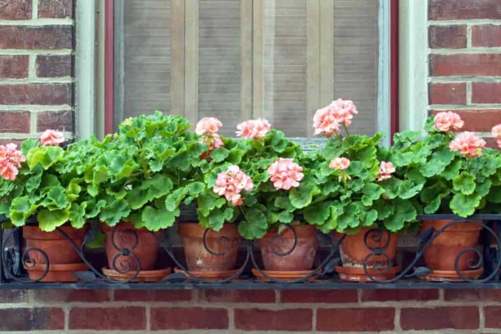 Window Annuals