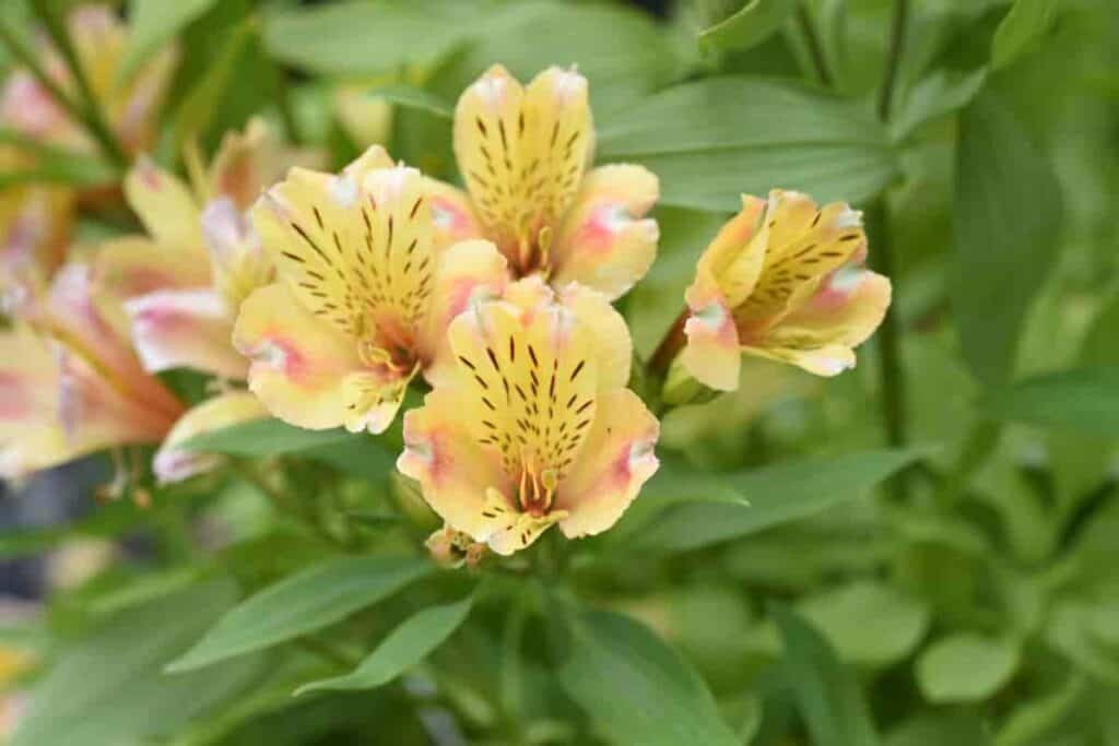 blooming Peruvian lilies
