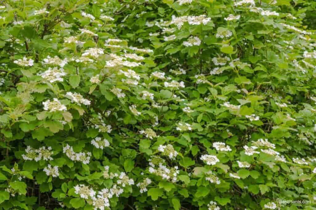 Growing Linden Viburnum