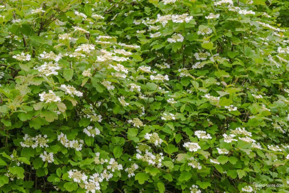 Growing Linden Viburnum