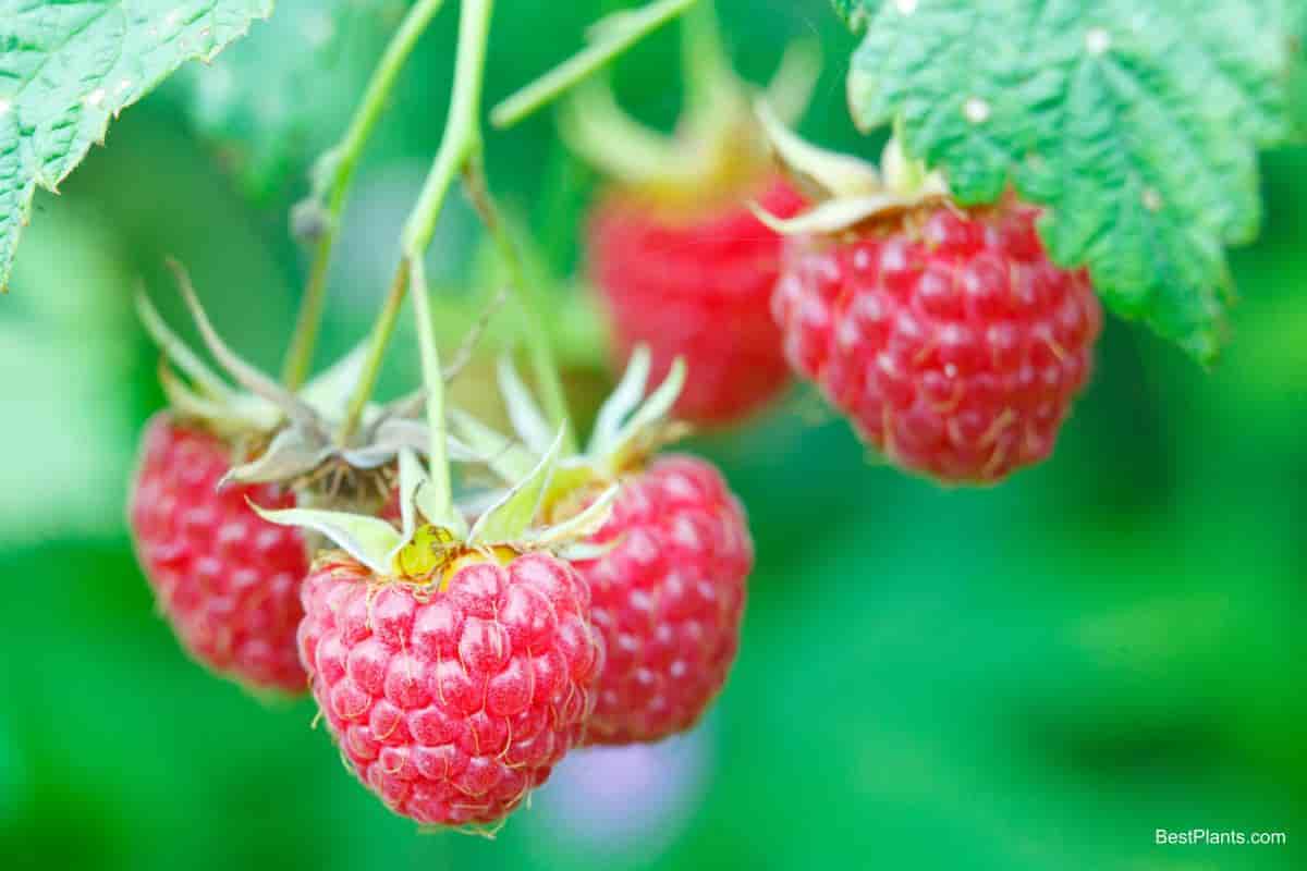 New Fruits
