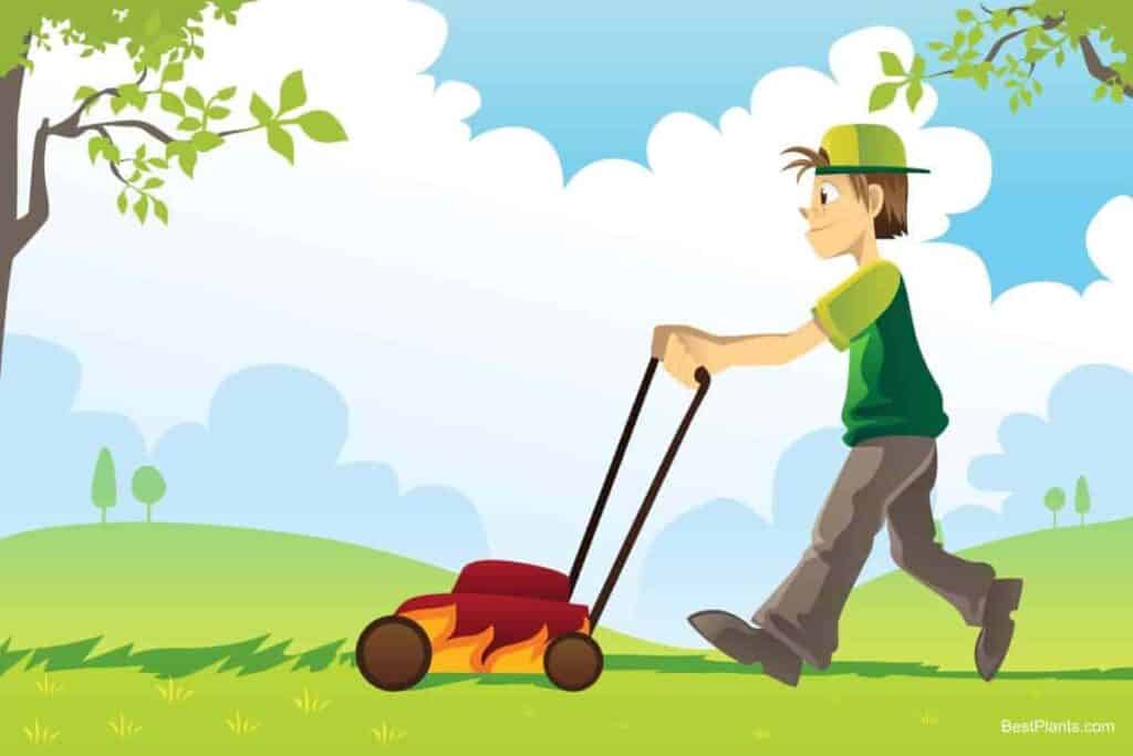 Preparing Lawn