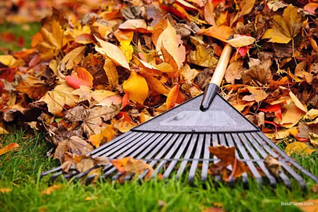 Garden Cleanup