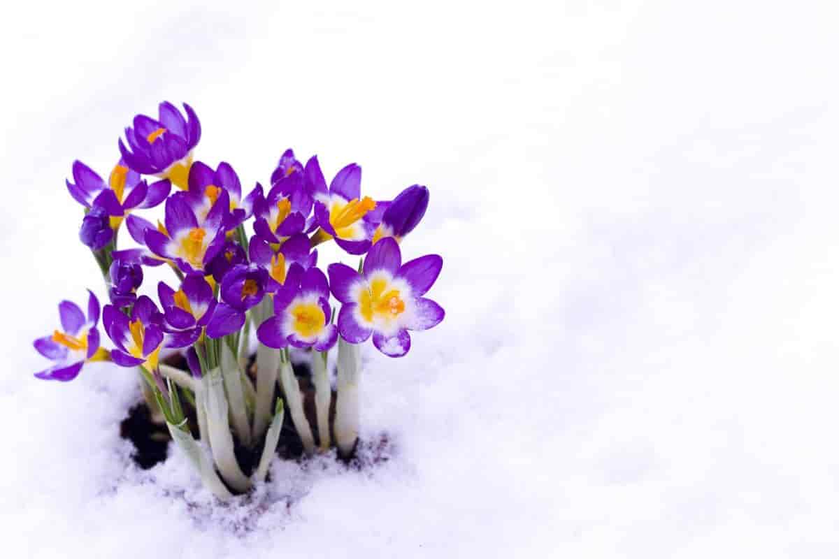 Weeks of Spring Bulbs