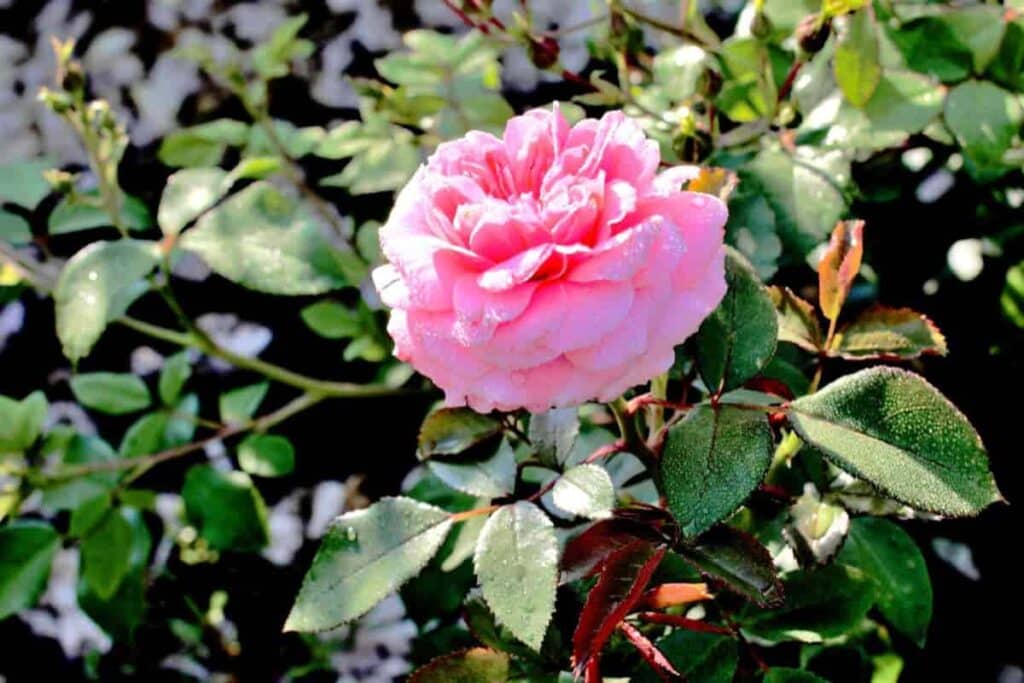 Rose Society