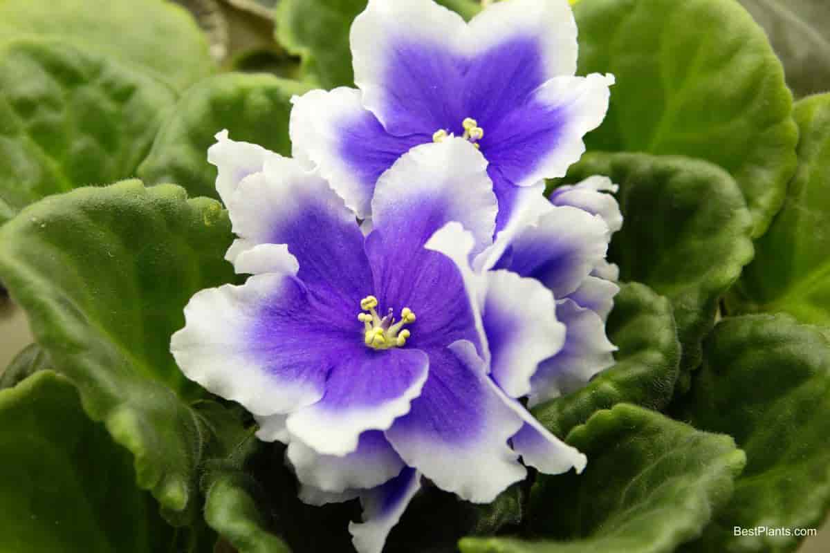 Growing African Violets