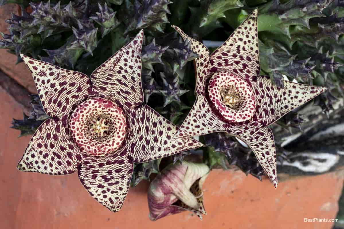 Growing Stapelia