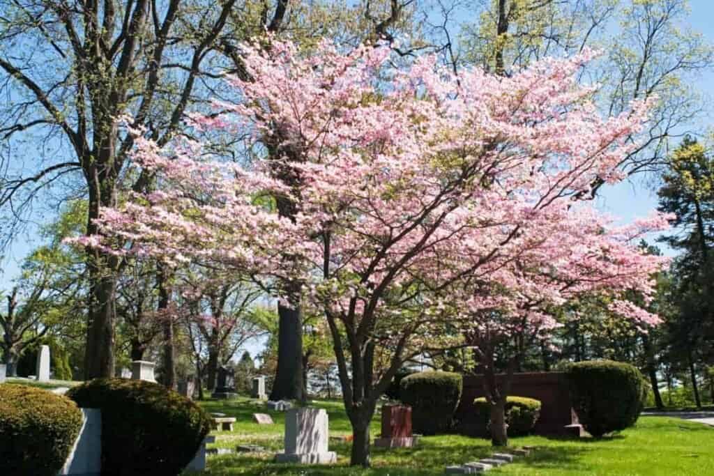 Flowering Dogwood