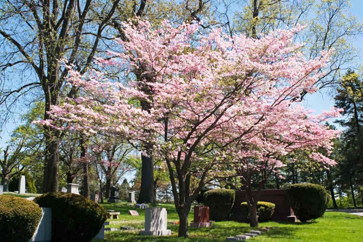 Flowering Dogwood