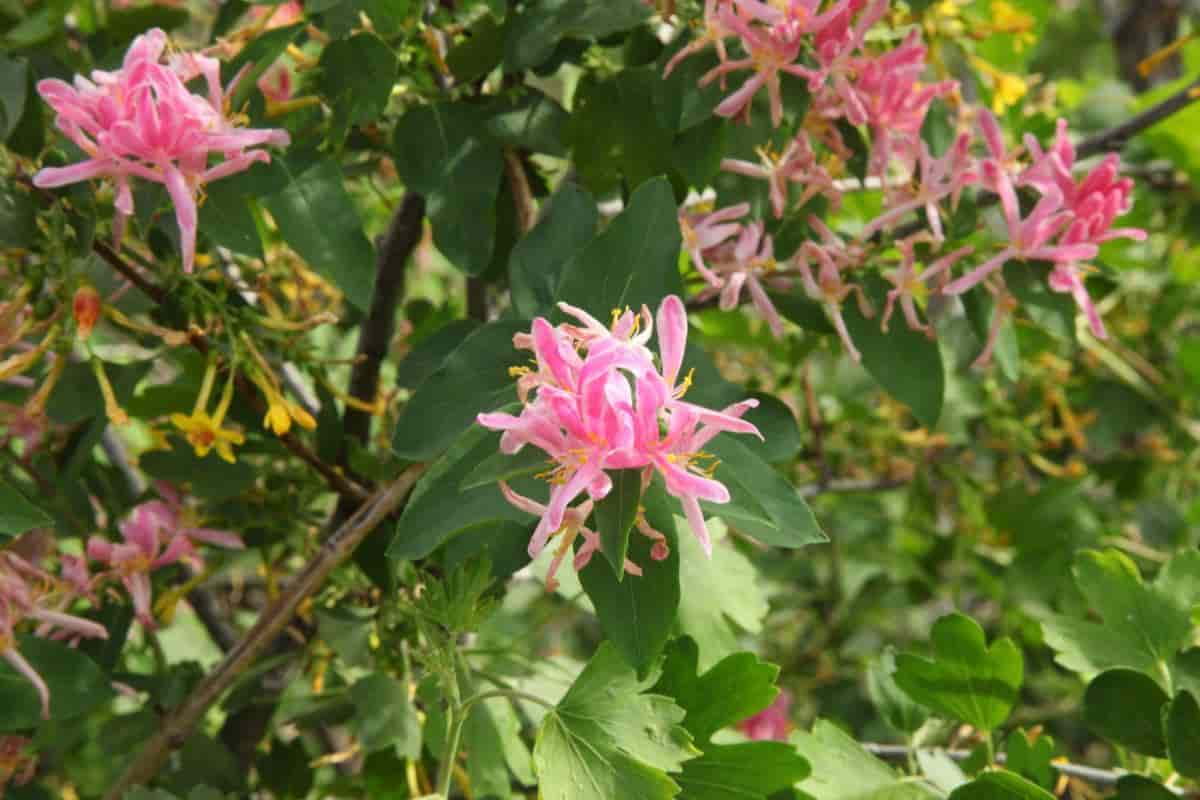 october pointers northern garden tips