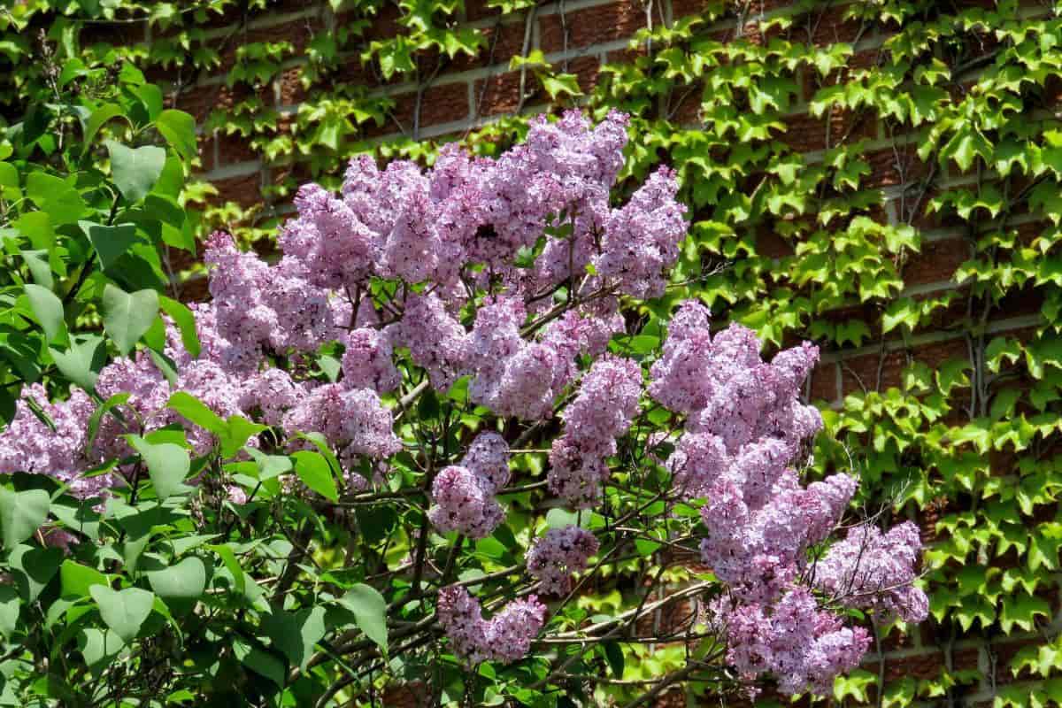 west coast gardening october