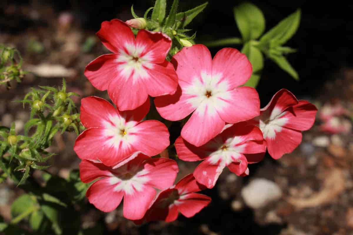Southern Gardens October