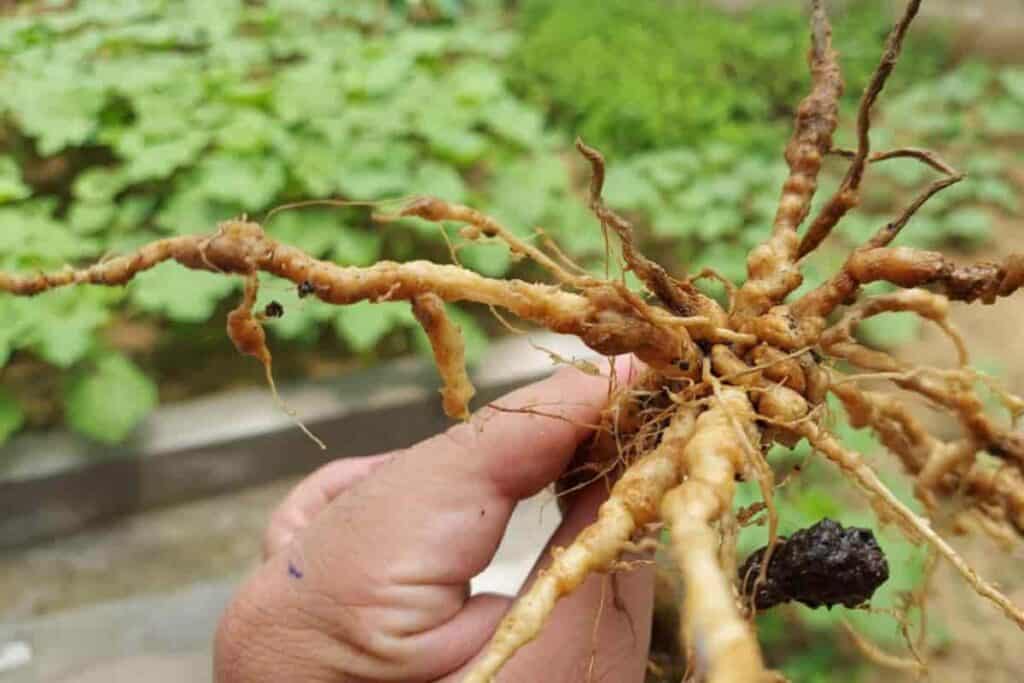 Controlling Nematodes