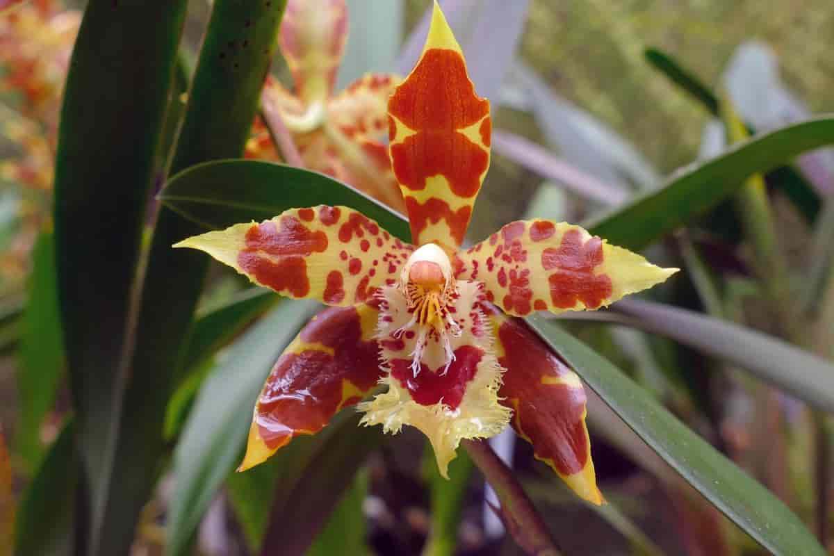 Orchids