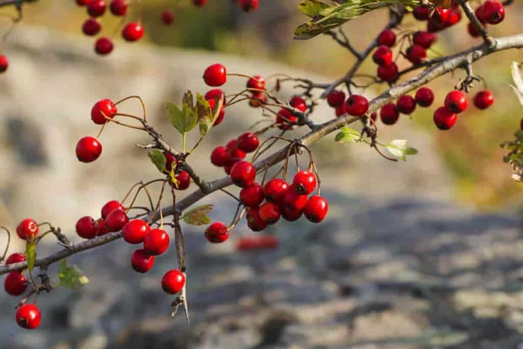 Washington Thorn Plant