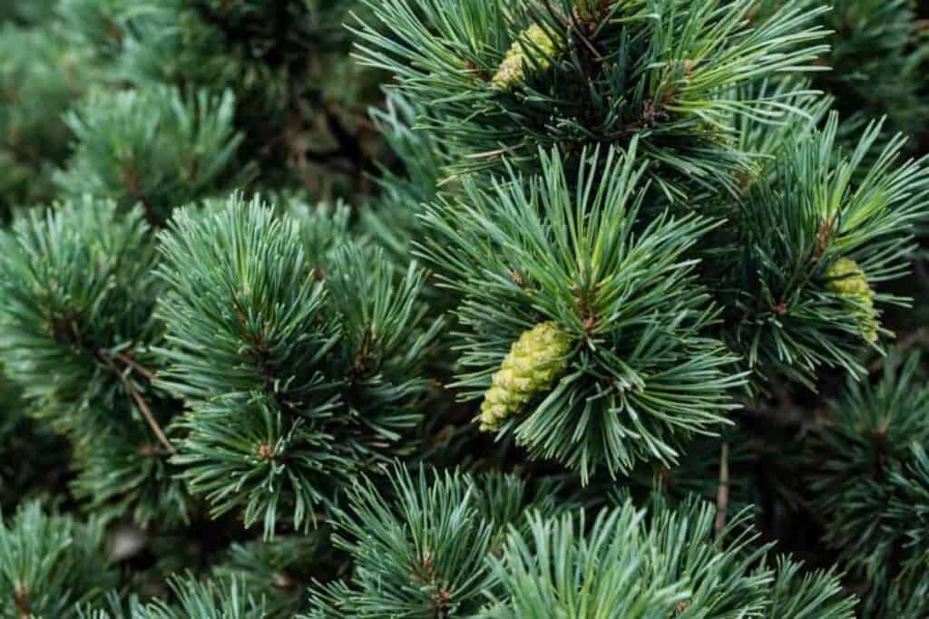 The Hemlocks